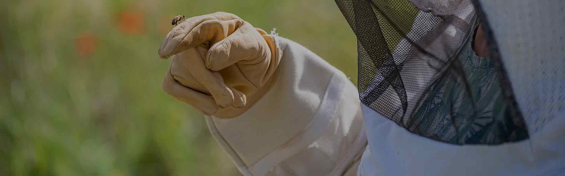 Combinaisons d'apiculture