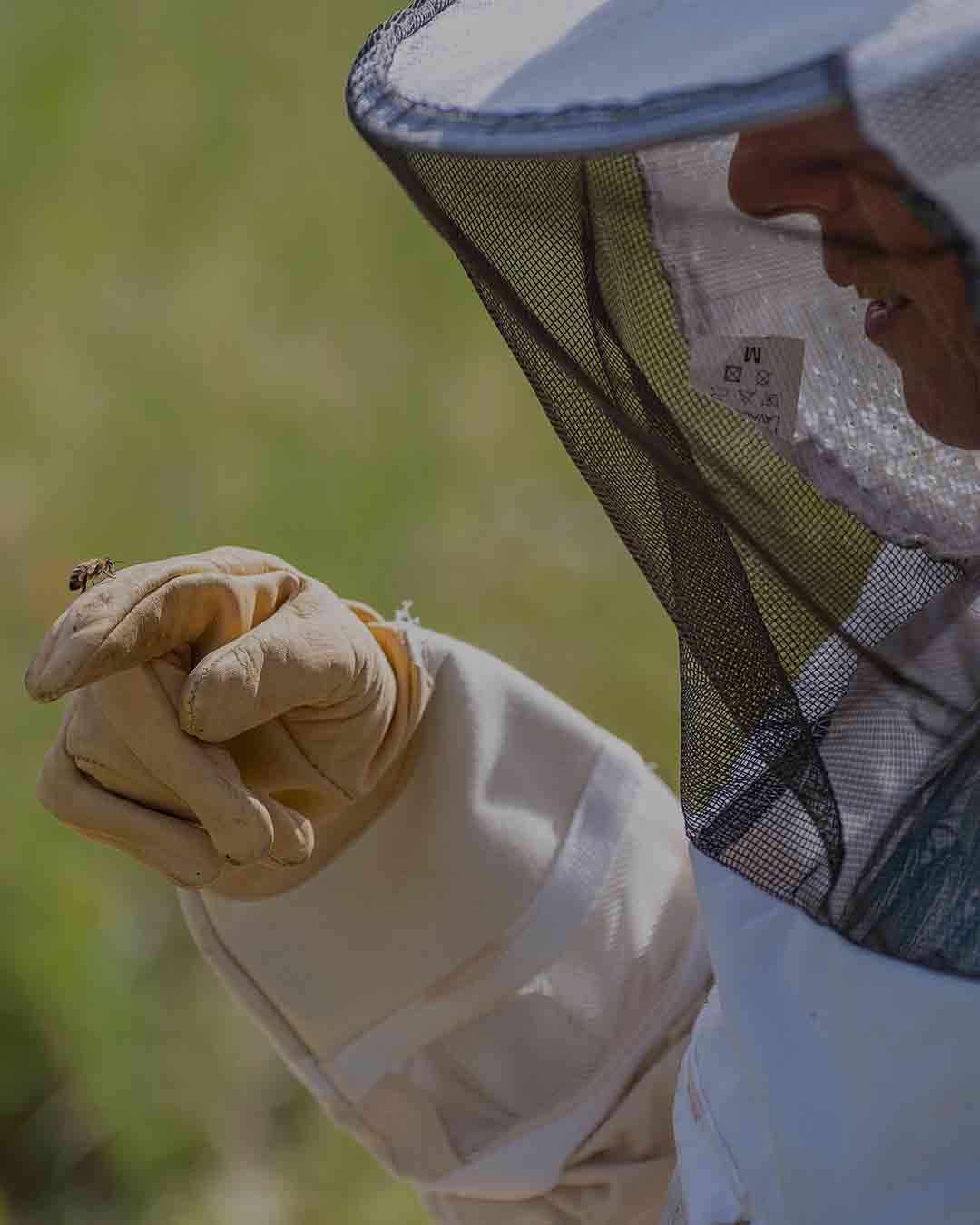Combinaisons d'apiculture