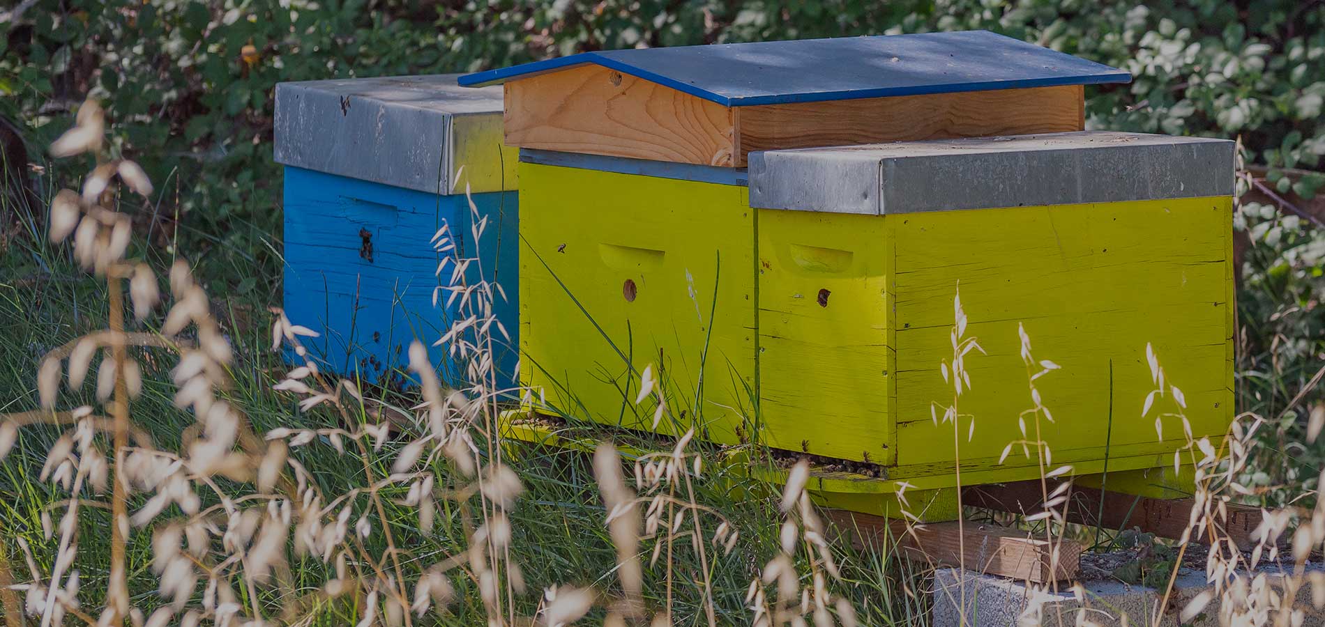 Débuter en apiculture