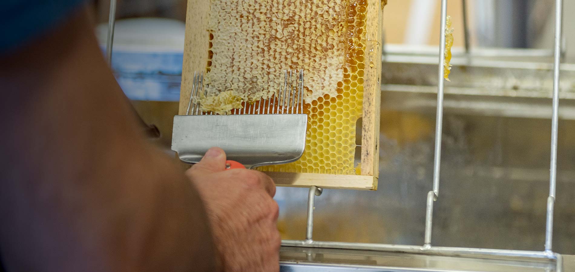 Désoperculation du miel  