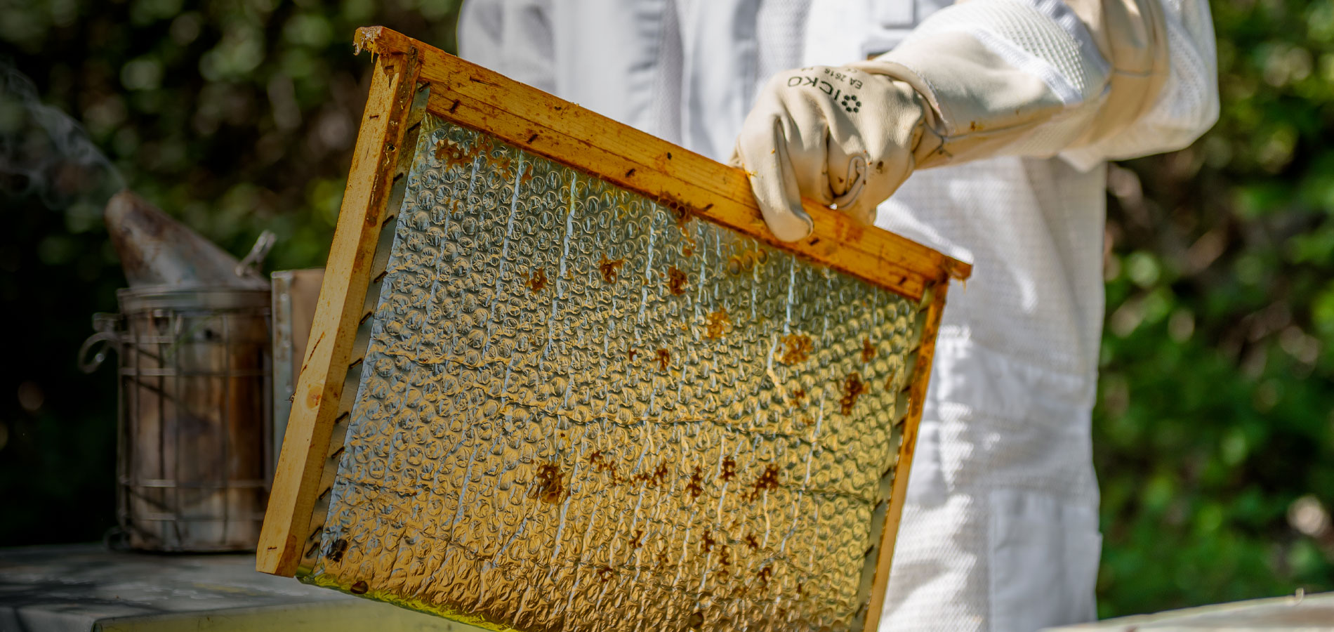 Récolter la propolis : Grille à reine en matière plastique perforée - Icko  Apiculture