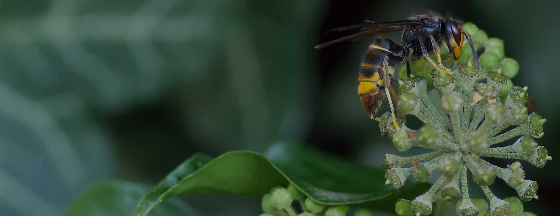 Piège à frelon asiatique et pièges à guêpe