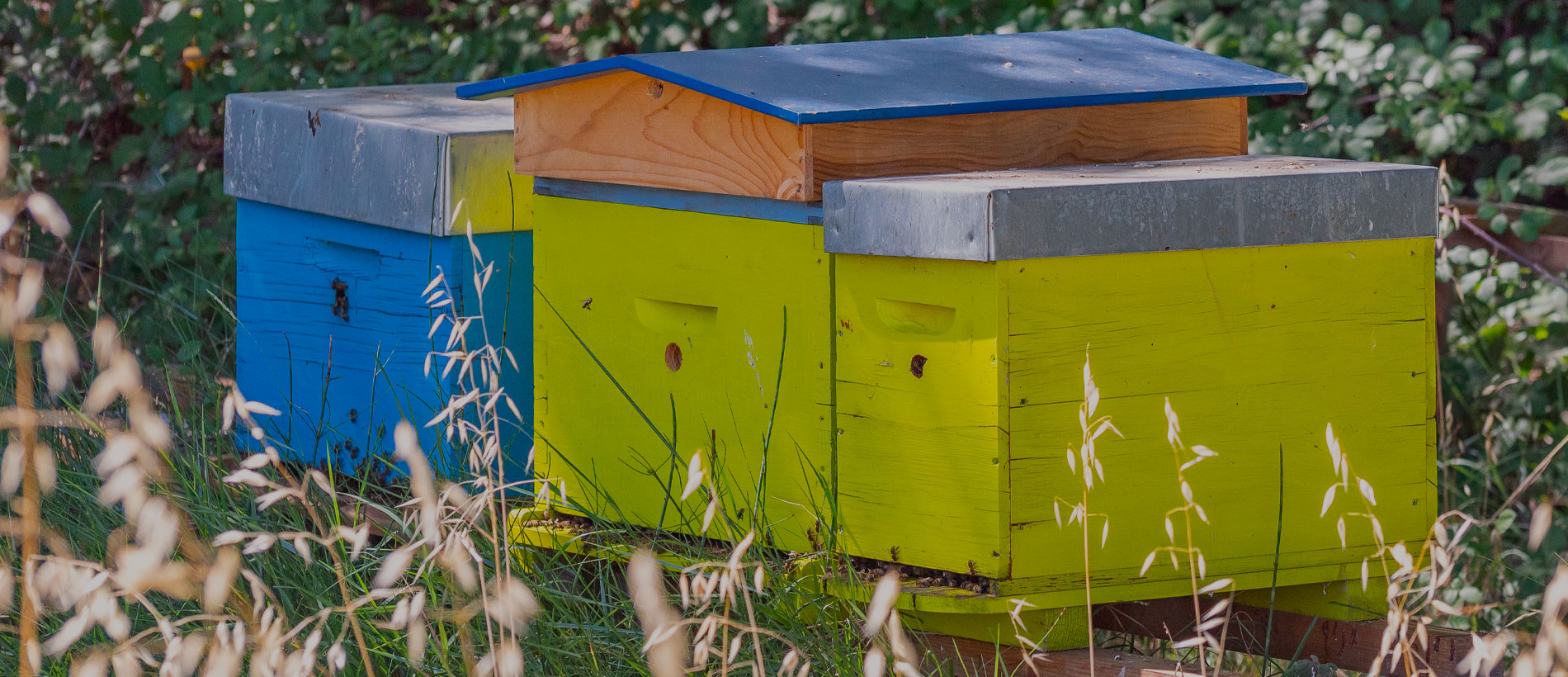 Débuter en apiculture