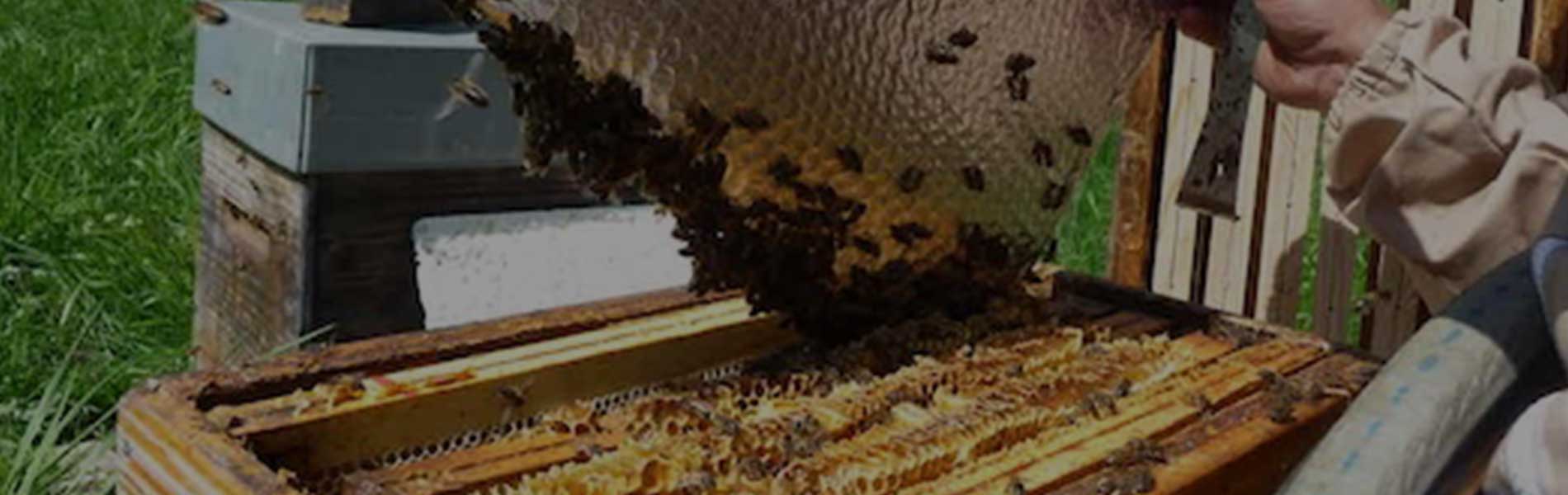 Ruche Basse Consommation®