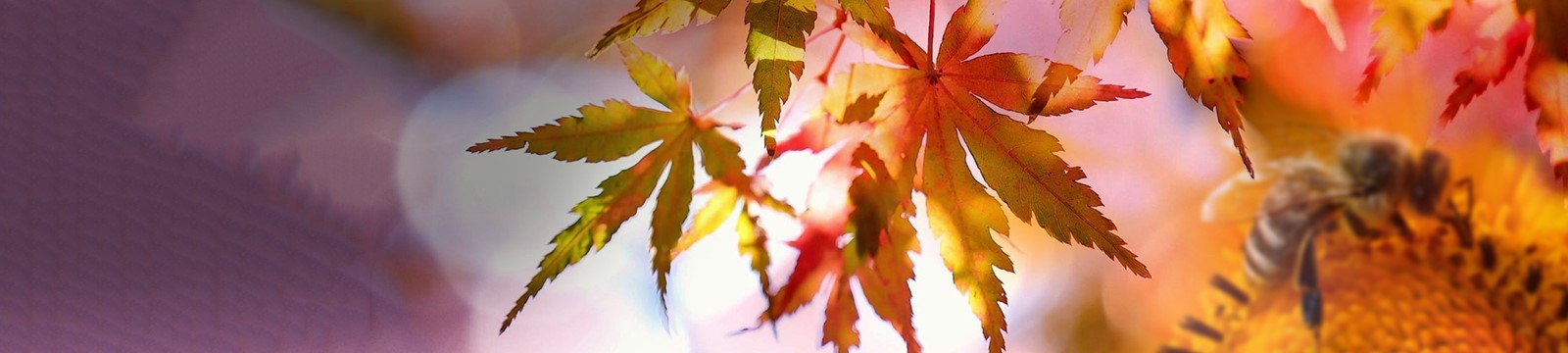 Promotions Api Automne Promotions Api Automne