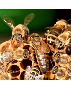 Reine f&eacute;cond&eacute;e fr&egrave;re adam 2025 - saint-paul-trois-ch&acirc;teaux avril s16