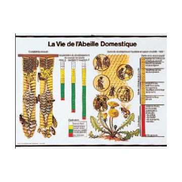 Affiche pédagogique sur la vie de l'abeille domestique - 85 x 61 cm