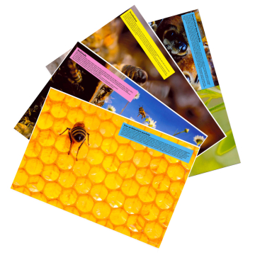 Kit de 20 photos apicoles par Éric Tourneret pour ruche pédagogique