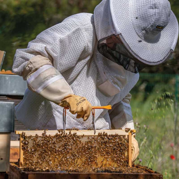 Réservation essaim | Reine 2025 | F. Adam, DT5 | France | Dispo avril 2026, S16 | Niort