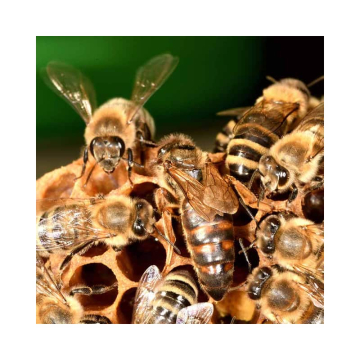 Reine 2026 | F. Adam | France | Dispo juillet 2026, S29 | Fresnes