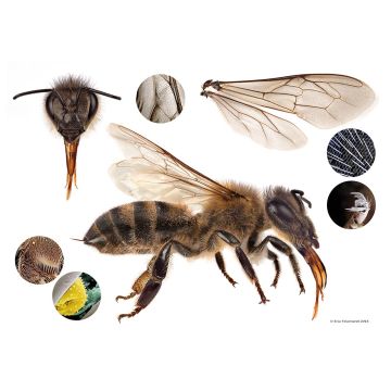 Poster - Méga abeille - 59,4 x 84,1 cm