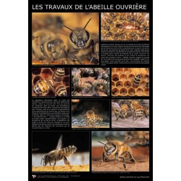 Affiche - L'abeille ouvrière - 60 x 90 cm