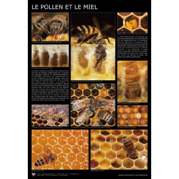 Affiche - Le pollen et le miel - 60 x 87 cm