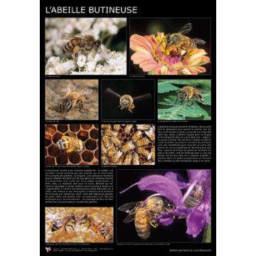 Affiche - L'abeille butineuse - 60 x 87 cm