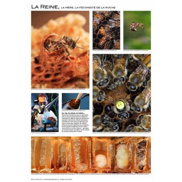 Affiche - La reine des abeilles - 84 x 60 cm