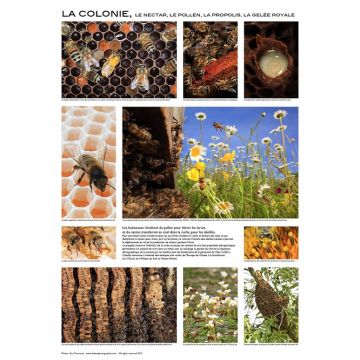 Affiche - La colonie d'abeilles - 84 x 60 cm