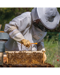 Réservation essaim | Reine 2025 | F. Adam, DT5 | France | Dispo avril 2026, S17 | Saint-Paul-Trois-Châteaux