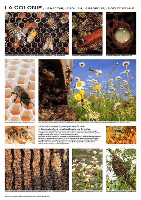 Affiche pédagogique sur la colonie d'abeilles - 84 x 60 cm