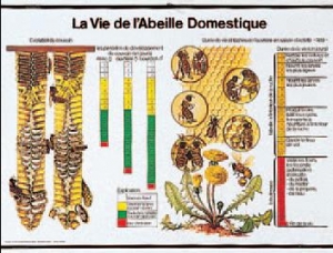 Affiche pédagogique sur la vie de l'abeille domestique - 85 x 61 cm