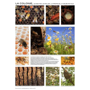 Affiche pédagogique sur la colonie d'abeilles - 84 x 60 cm