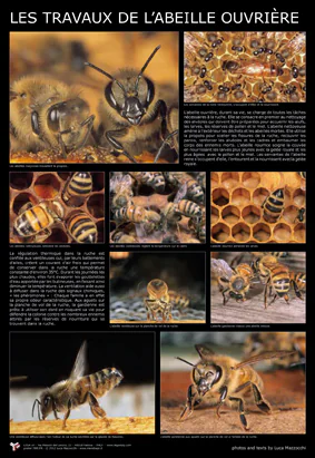 Affiche - L'abeille ouvrière - 60 x 90 cm