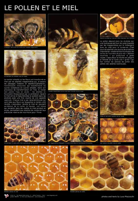 Affiche pédagogique Le pollen et le miel