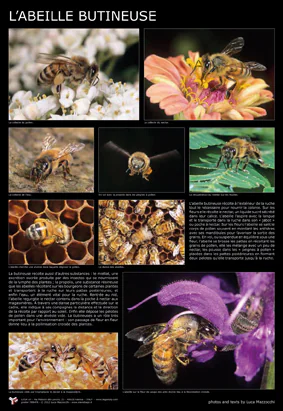 Affiche - L'abeille butineuse - 60 x 87 cm