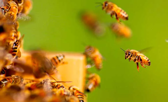 Rucher fleuri, environnement favorable aux abeilles