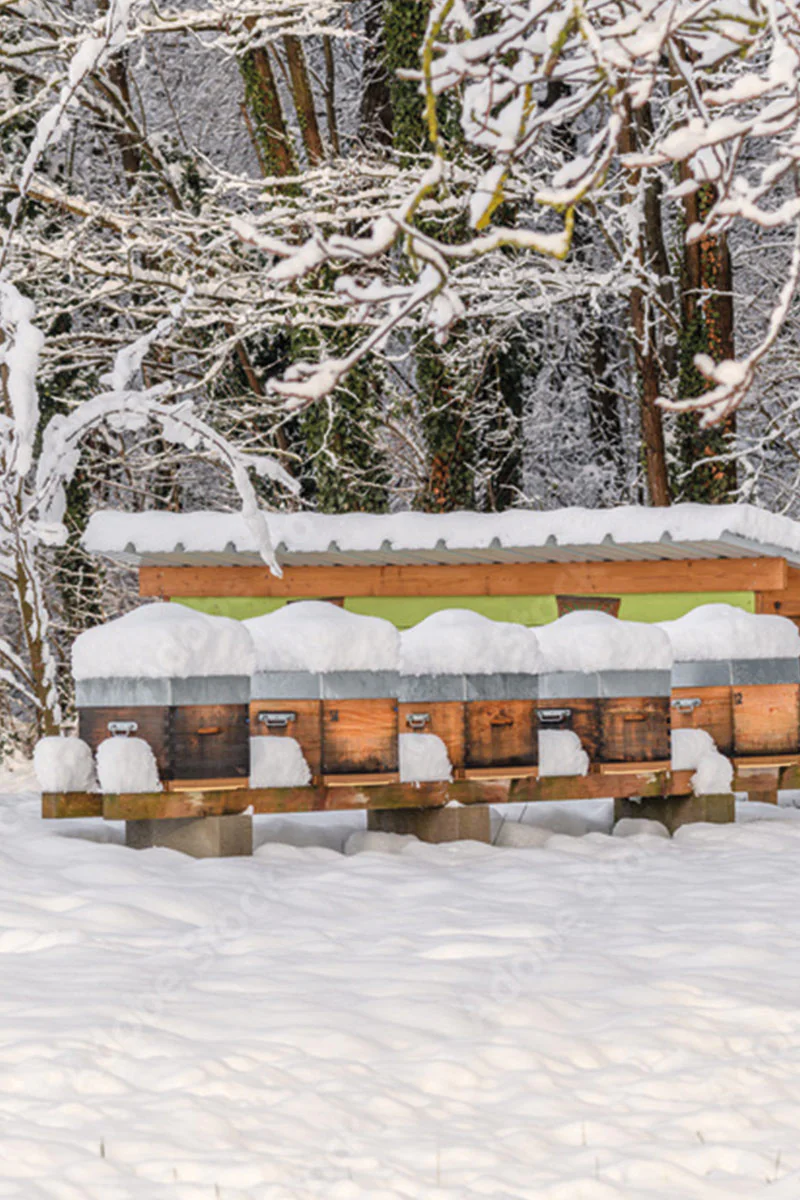 Ruche en hiver avec neige