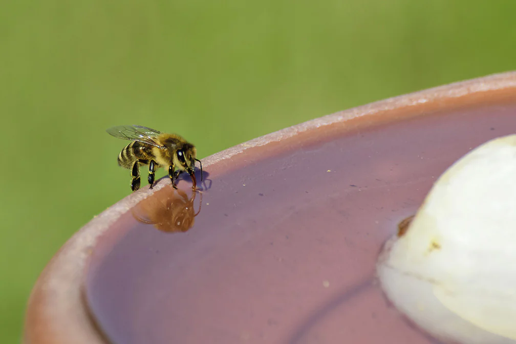 Abeilles en grappe hivernale sur cadre de ruche
