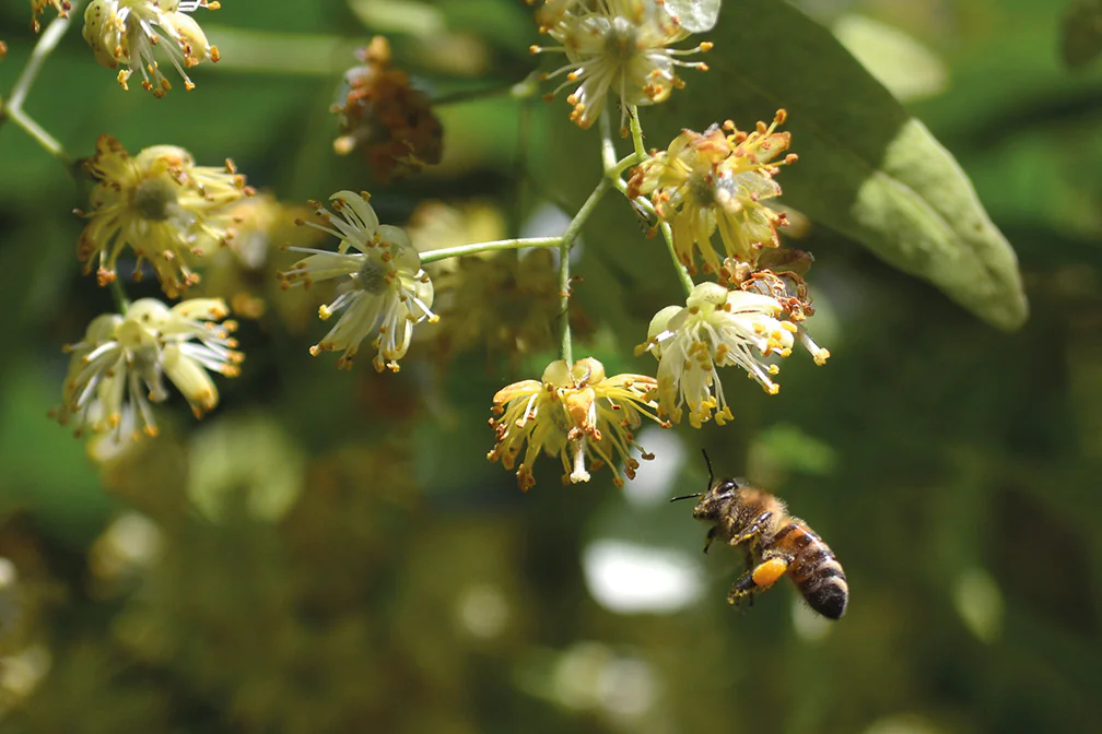 Fleurs de tilleul en pleine floraison
