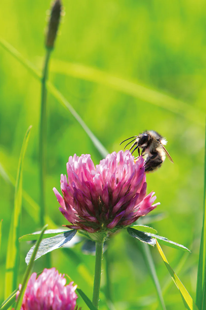Cadre de ruche couvert d'abeilles en pleine activité