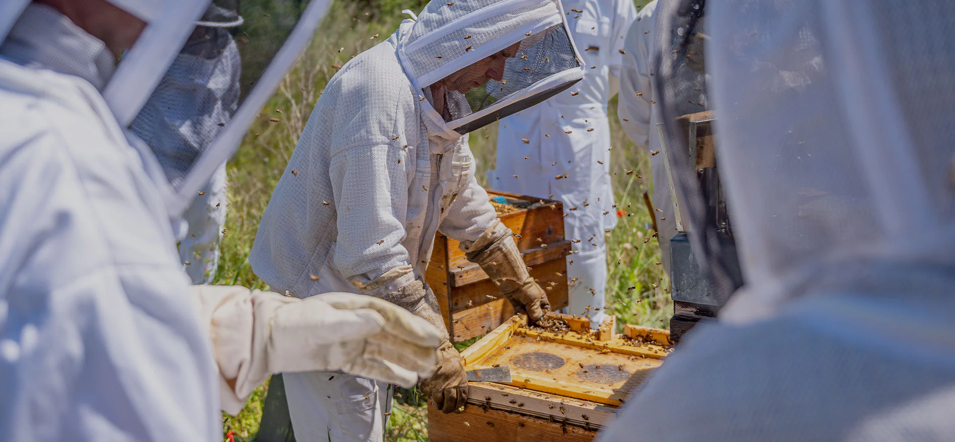 Choisir sa formation en apiculture