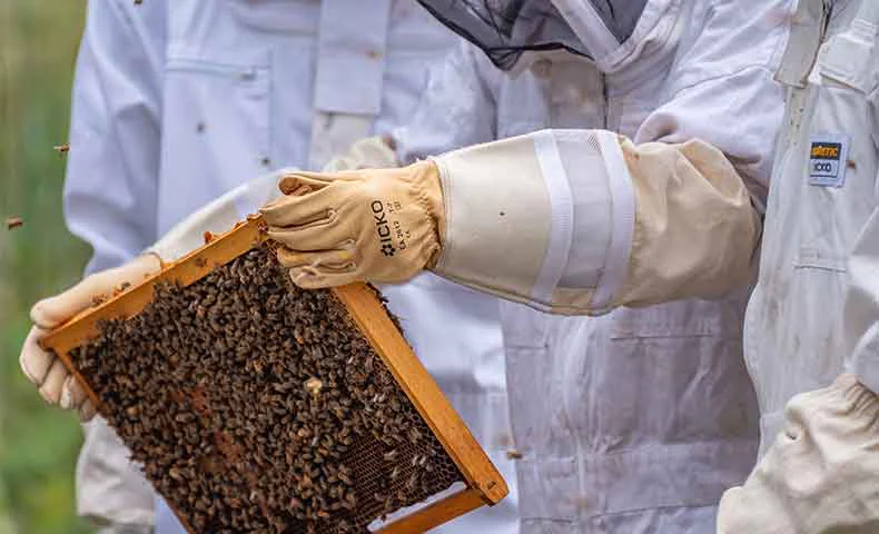 miniature souhaitez vous d&eacute;buter l'apiculture