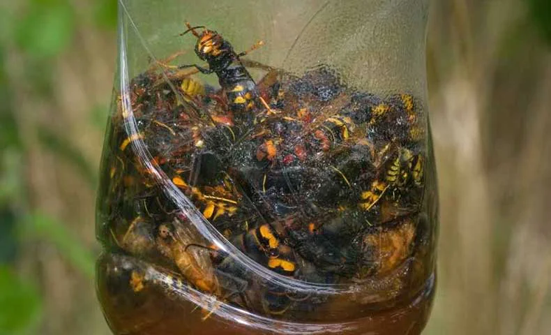 Propolis : l&rsquo;alli&eacute;e indispensable pour bien vivre le changement de saison