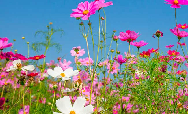 Plantes mellifères, campagne Des fleurs pour les abeilles