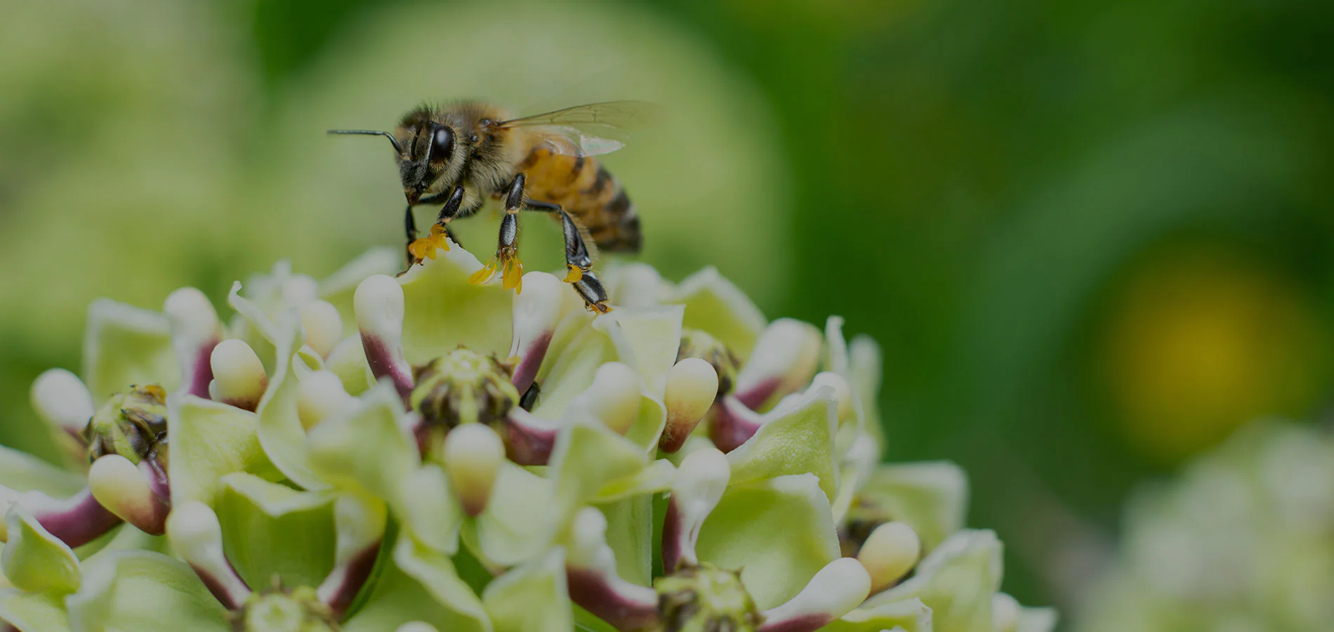Abeille sur fleurs blanches