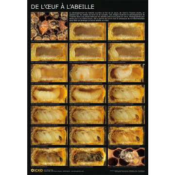 Affiche - De l'oeuf à l'abeille - 60 x 87 cm