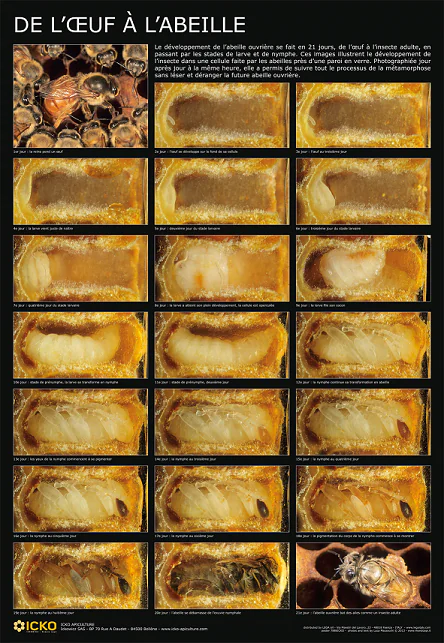 Affiche - De l'oeuf à l'abeille - 60 x 87 cm
