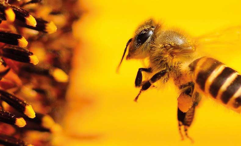 conseils apiculture mois par mois ICKO Apiculture