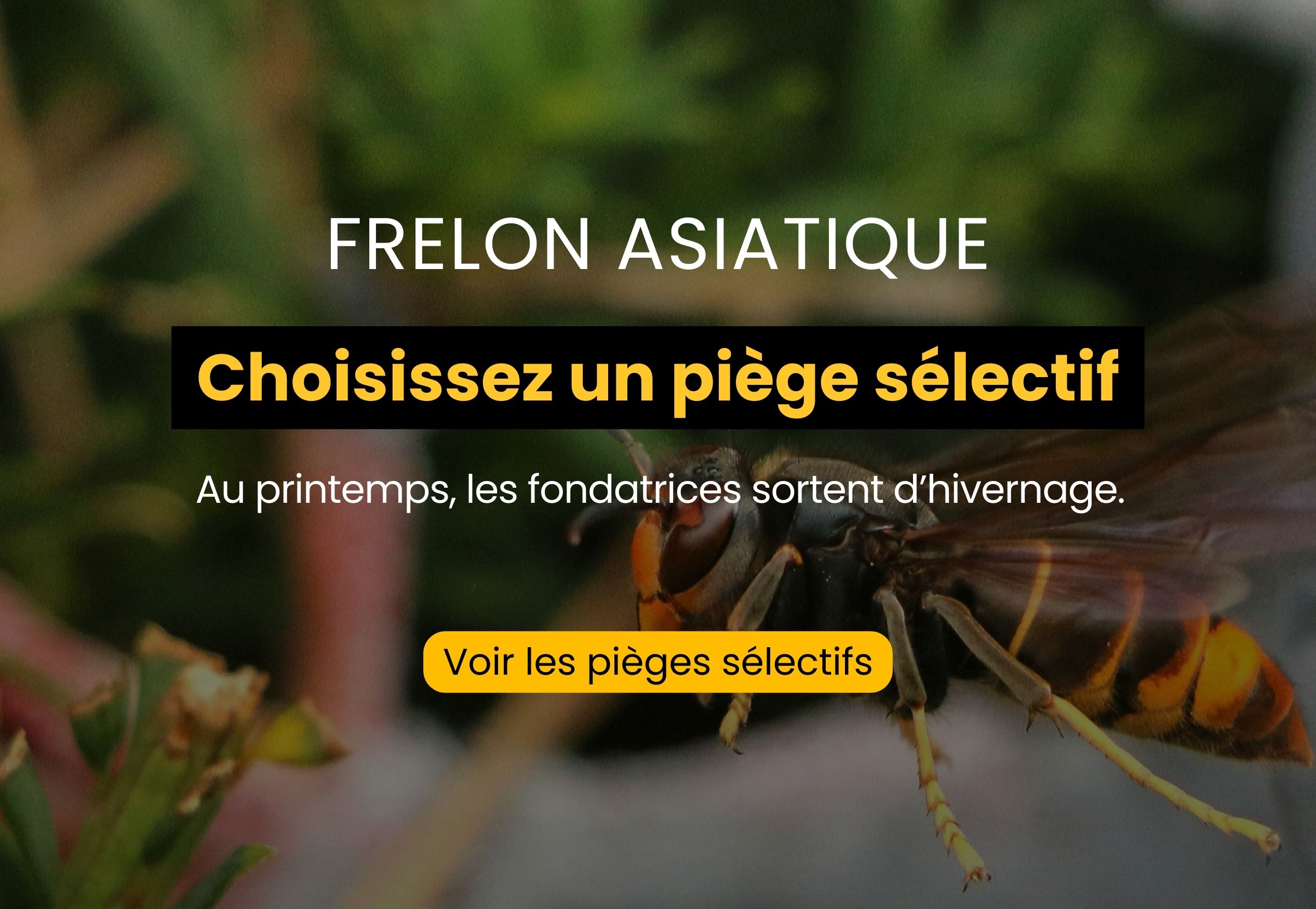 frelon asiatique, capture