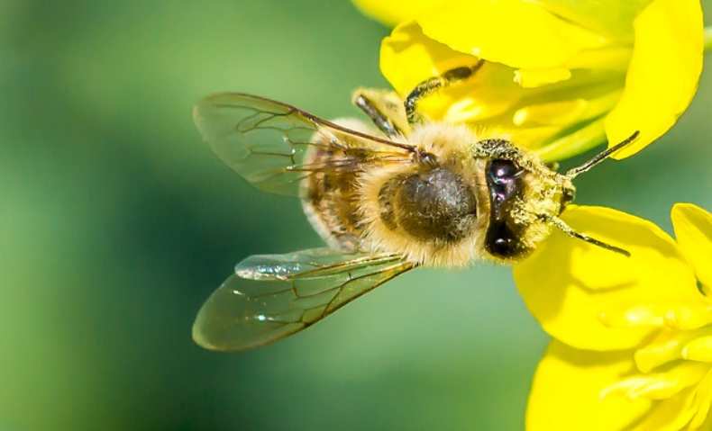 conseils apiculture mois par mois ICKO Apiculture
