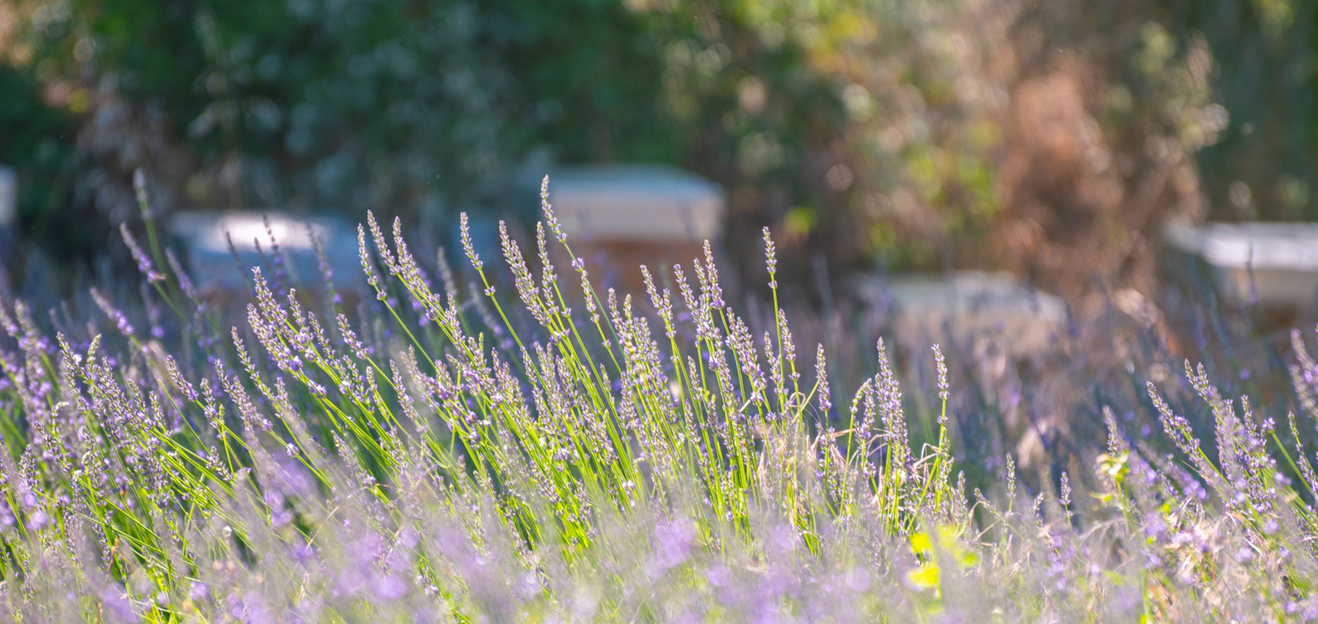 Les meilleures plantes mellifères pour nourrir vos abeilles toute l'année