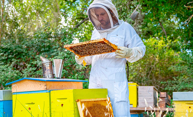 Un apiculteur qui surveille ses colonies d'abeilles