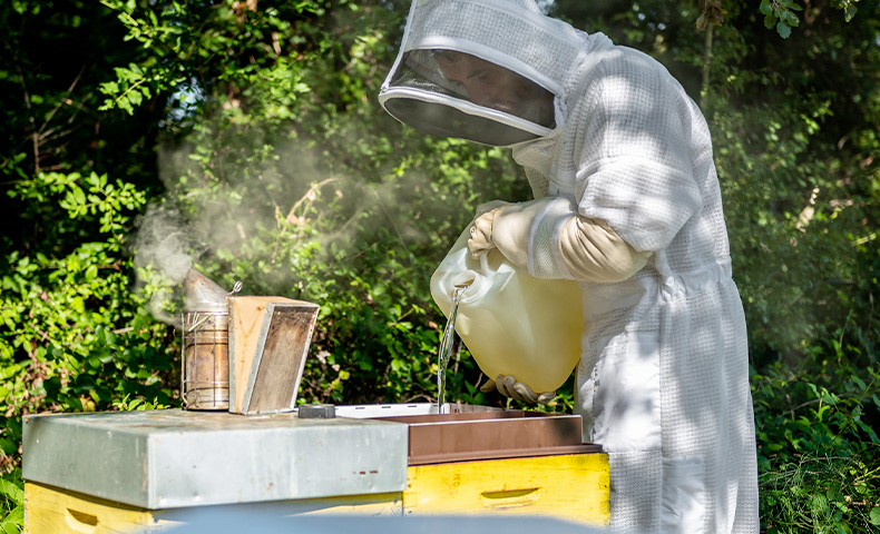 Un apiculteur qui nourrit ses abeilles avec du sirop de nourrissement dans un nourrisseur