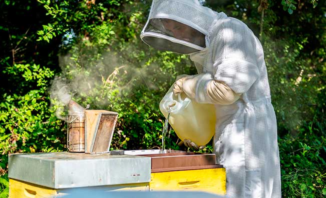 Un apiculteur qui nourrit ses abeilles avec du sirop de nourrissement dans un nourrisseur
