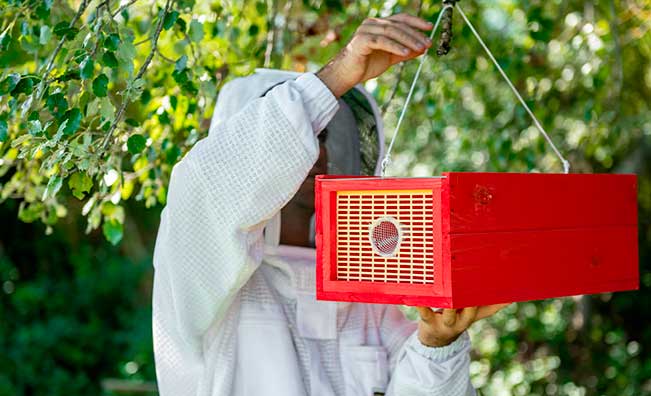 Apiculteur qui installe son pi&egrave;ge contre le frelon asiatique