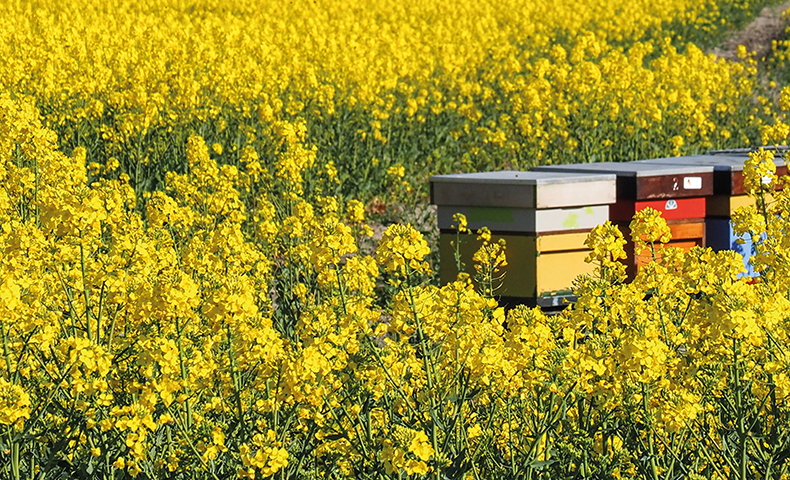 Vente de matériel apiculture, équipement apiculteur - Icko, fournisseur
