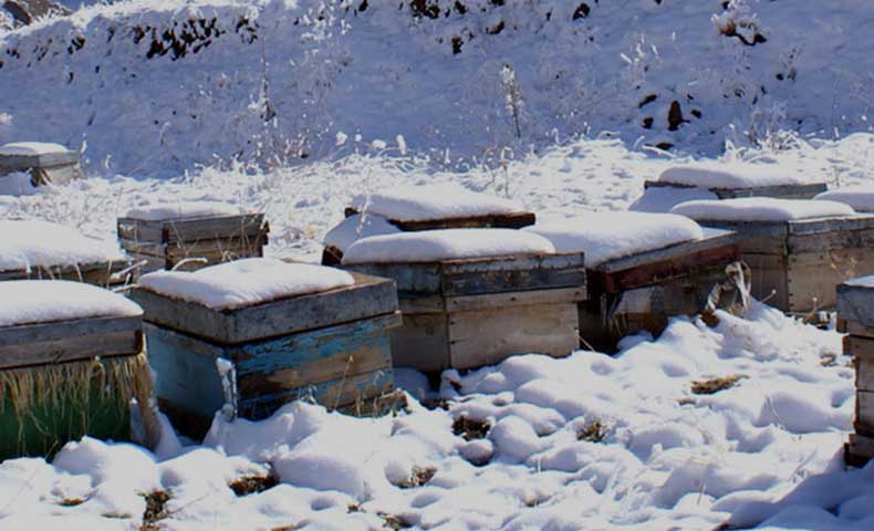 conseils apiculture mois par mois icko