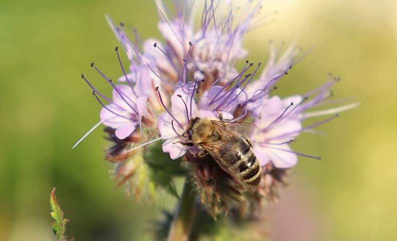 conseils apiculture mois par mois ICKO Apiculture